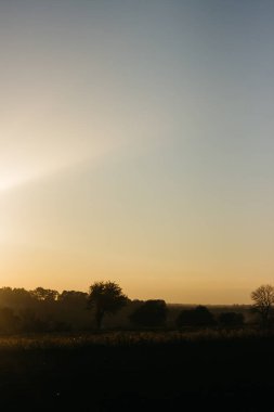 Sonbahar bahçesindeki ağaçlar