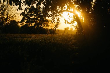Sonbahar bahçesindeki ağaçlar