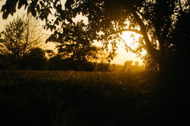 Sonbahar bahçesindeki ağaçlar