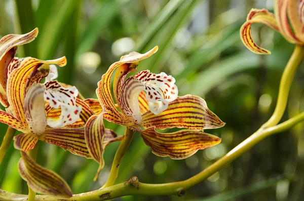 Orkide Cymbidium Tracyanum — Stock Photo, Image