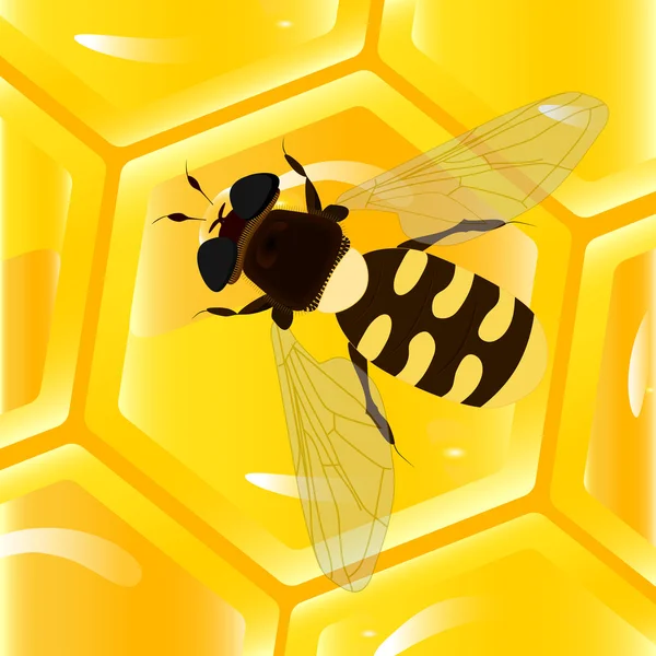 Abeja y panal — Vector de stock