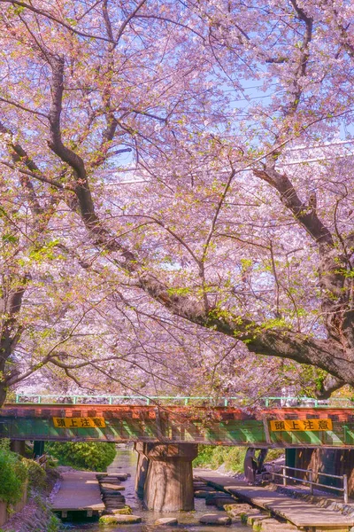 Άνθη Κερασιάς Και Γραμμή Nambu Πλήρη Άνθιση Τοποθεσία Kawasaki City — Φωτογραφία Αρχείου