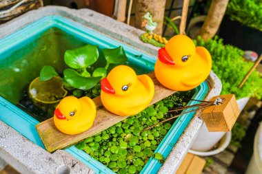 Sarı Chihoh bu oyuncağı. Çekim yeri: Tokyo Büyükşehir Bölgesi