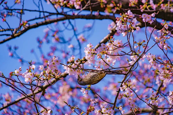 Hyo Dori Cherry Blossoms Blue Sky Shooting Location Yokohama City — Stock Photo, Image