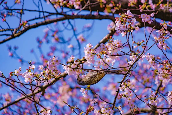 Hyo Dori Fleurs Cerisier Ciel Bleu Lieu Tournage Préfecture Yokohama — Photo