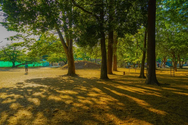 Parque Showa Akishima City Donde Inserta Atardecer Ubicación Del Disparo —  Fotos de Stock