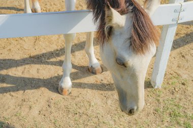 Beyaz serin at. Çekim Konumu: Hokkaido