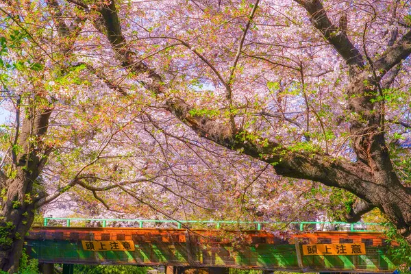 Cherry Blossoms Nambu Line Full Bloom Shooting Location Kawasaki City — Stock Photo, Image