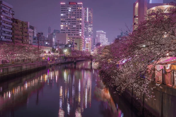 Ookigawa Night Sakura Lieu Tournage Préfecture Yokohama City Kanagawa — Photo