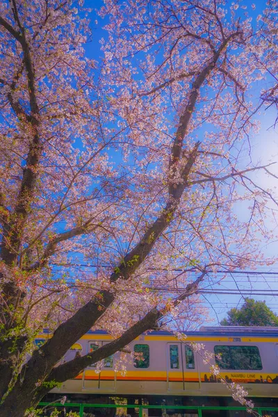 満開の桜と南部線 撮影場所 神奈川県川崎市 — ストック写真