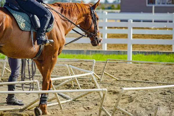 Afbeelding Van Een Manege Schietplaats Sendai Prefectuur Miyagi — Stockfoto