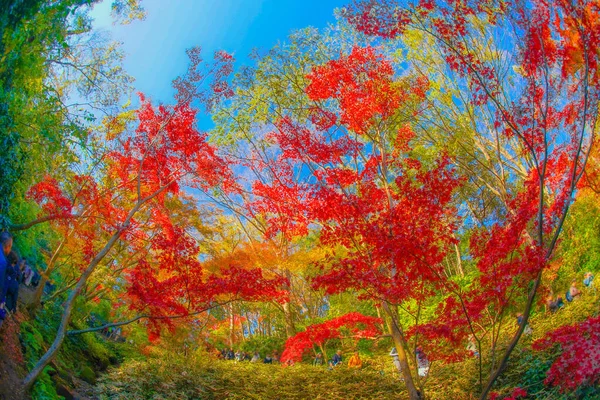 Herfst Bladeren Van Sankeien Schietplaats Yokohama Stad Kanagawa Prefectuur — Stockfoto