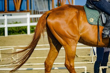 Kahverengi ve serin atlar. Çekim Konumu: Hokkaido