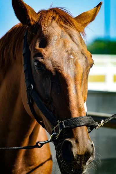 Bruine Coole Paarden Schietplaats Hokkaido — Stockfoto