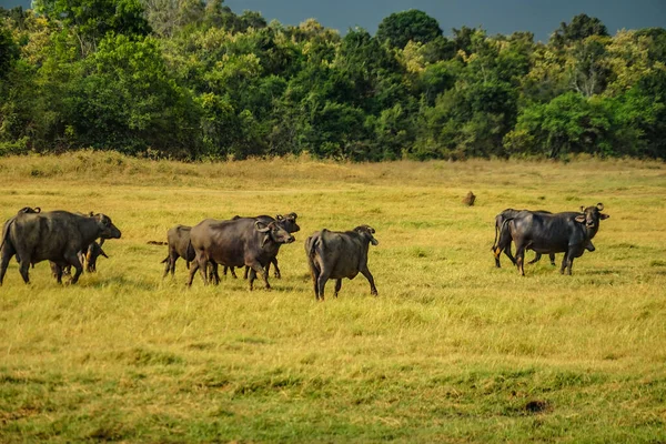 Large Group Cattle Minnelia National Park Sri Lanka Shooting Location — Stock Photo, Image