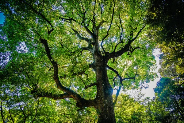 Grande Albero Rokkaido Luogo Delle Riprese Area Metropolitana Tokyo — Foto Stock