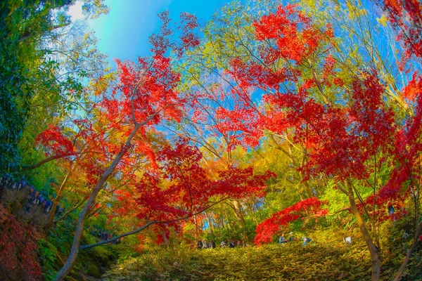 Herbstblätter Von Sankeien Drehort Yokohama Stadt Kanagawa Präfektur — Stockfoto