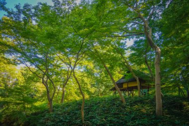 Altı mayalı yeni yeşil. Çekim yeri: Tokyo Büyükşehir Bölgesi