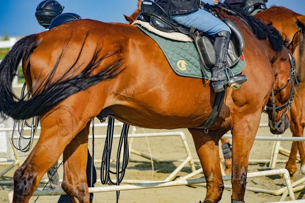 Bruna Och Coola Hästar Skytteläge Hokkaido — Stockfoto