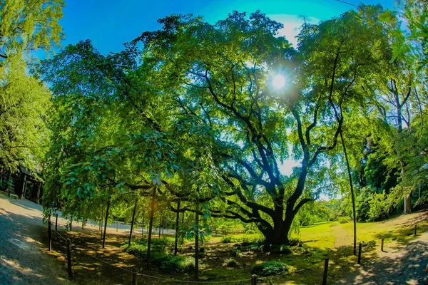 Велике Дерево Роккайдо Місце Зйомок Столична Агломерація Токіо — стокове фото