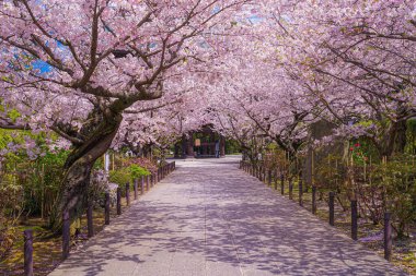 Kiraz tüneli tamamen çiçek açmış. Çekim yeri: Kamakura Şehri, Kanagawa Bölgesi
