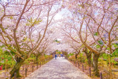 Kiraz tüneli tamamen çiçek açmış. Çekim yeri: Kamakura Şehri, Kanagawa Bölgesi