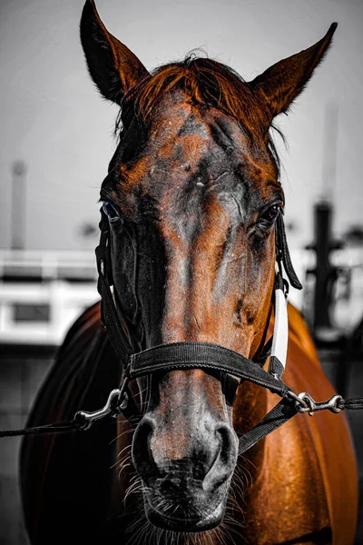 Cavalos Castanhos Frescos Localização Tiroteio Hokkaido — Fotografia de Stock