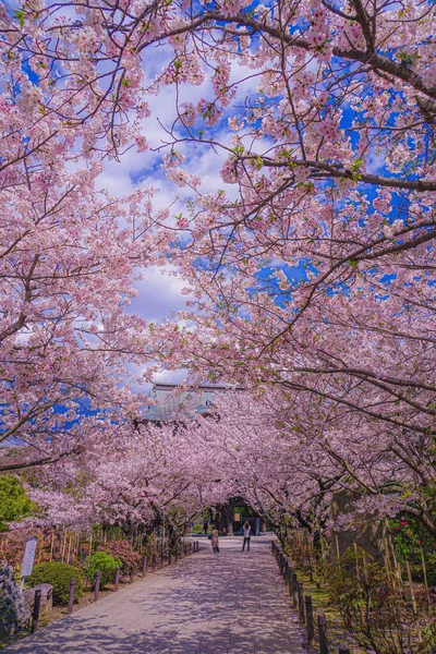 樱桃隧道盛开 射击地点 神奈川县Kamakura市 — 图库照片
