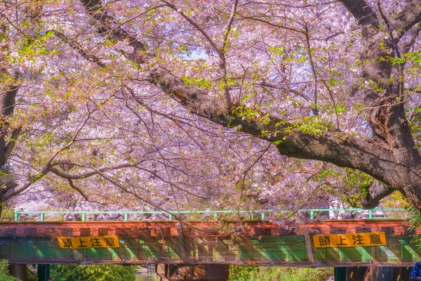 Cherry Blossoms Nambu Line Full Bloom Shooting Location Kawasaki City — Stock Photo, Image