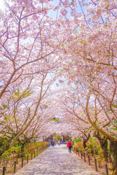 Cherry Tunnel Full Bloom Shooting Location Kamakura City Kanagawa Prefecture — Stock Photo, Image