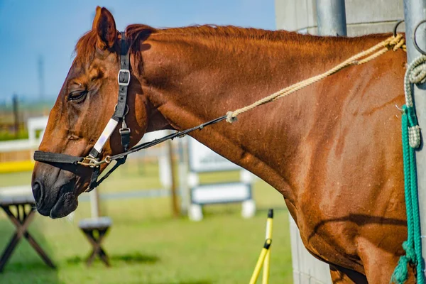 Bruine Coole Paarden Schietplaats Hokkaido — Stockfoto