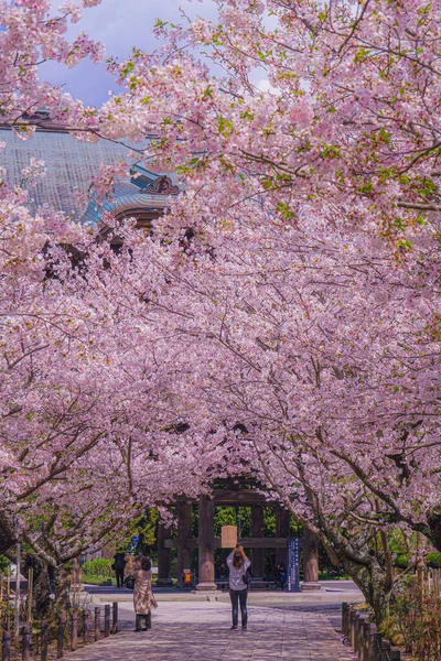 Túnel Cerejeira Plena Floração Localização Tiroteio Kamakura City Kanagawa Prefecture — Fotografia de Stock