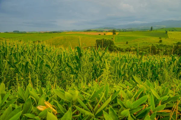 Vista Sul Tramonto Con Prato Hokkaido Luogo Delle Riprese Hokkaido — Foto Stock