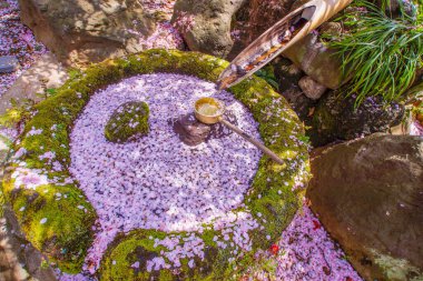 Kiraz çiçekleriyle dolu bir geyik. Çekim yeri: Yokohama-şehir kanagawa ili