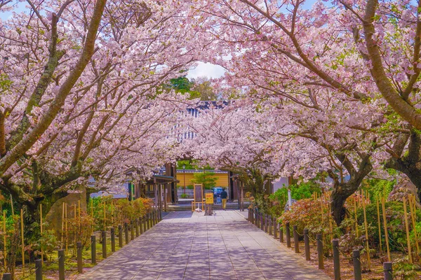 Вишневый Туннель Полном Расцвете Место Стрельбы Камакура Префектура Канагава — стоковое фото