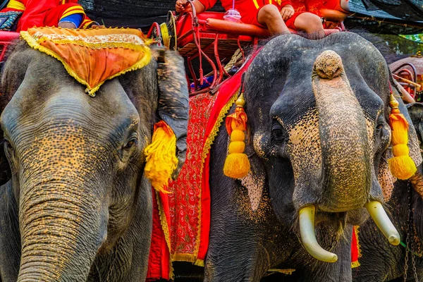 Elephant Camp Elephant Thailand Taya Drehort Thailand Ayutthaya — Stockfoto
