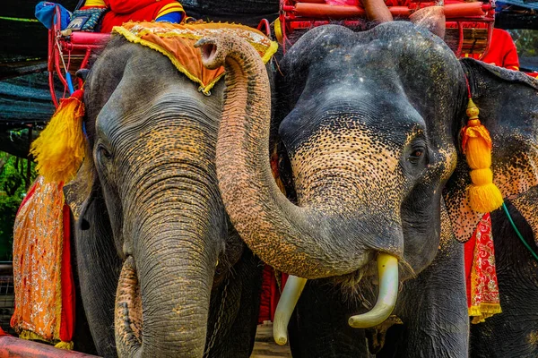 Elephant Camp Elephant Tailândia Taya Localização Tiroteio Tailândia Ayutthaya — Fotografia de Stock