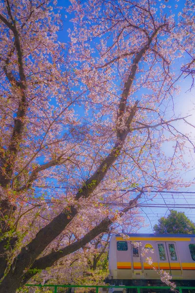 Kiraz Çiçekleri Nambu Hattı Tamamen Çiçek Açmış Çekim Yeri Kawasaki — Stok fotoğraf