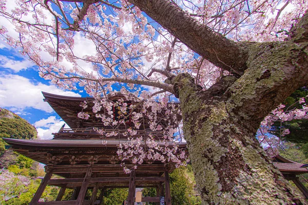 Άνθη Κερασιάς Της Jinagiji Και Πλήρη Άνθιση Πόλη Kamakura Τοποθεσία — Φωτογραφία Αρχείου
