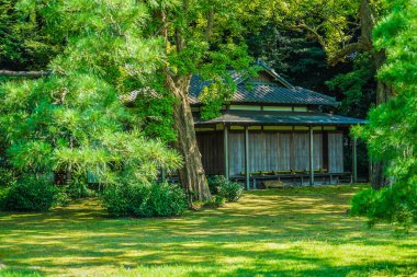 Altı mayalı yeni yeşil. Çekim yeri: Tokyo Büyükşehir Bölgesi