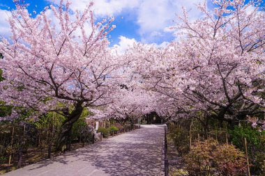 Kiraz tüneli tamamen çiçek açmış. Çekim yeri: Kamakura Şehri, Kanagawa Bölgesi