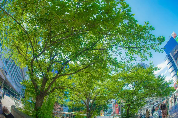 Ένα Μεγάλο Δέντρο Μπροστά Από Σταθμό Σιμπούγια Τοποθεσία Μητροπολιτική Περιοχή — Φωτογραφία Αρχείου