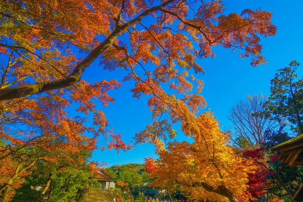 三川的秋叶 射击地点 横滨市神奈川县 — 图库照片