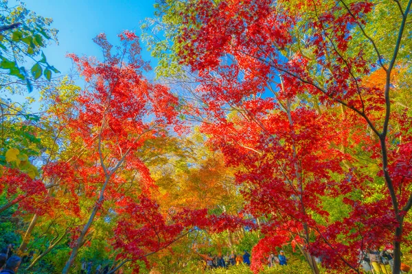 Осенние Листья Санкейена Место Стрельбы Префектура Йокогама Город Канагава — стоковое фото