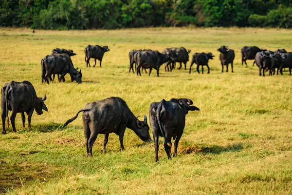 Большая Группа Скота Национальном Парке Миннелия Шри Ланка Место Съемки — стоковое фото