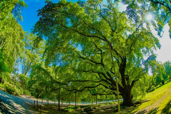 Grande Árvore Rokkaido Localização Tiroteio Tóquio Área Metropolitana — Fotografia de Stock