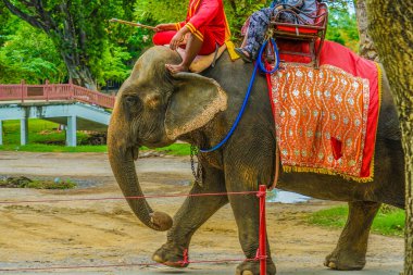 Fil Kampı Fili (Tayland Au Taya). Çekim yeri: Tayland, Ayutthaya