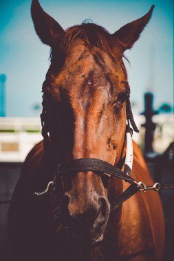 Kahverengi ve serin atlar. Çekim Konumu: Hokkaido