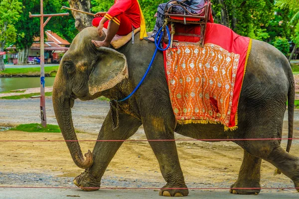 Elephant Camp Elephant Thaïlande Taya Lieu Tournage Thaïlande Ayutthaya — Photo