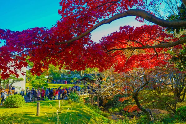 Осенние Листья Санкейена Место Стрельбы Префектура Йокогама Город Канагава — стоковое фото
